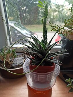 Sukulent Haworthia fasciata - 3
