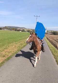 valach 4 roky 150cm strakáč - 3