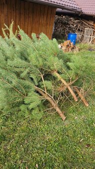 Vánoční stromek, Borovice - 3