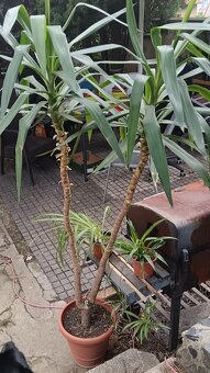 Juka, šeflera, zelenec - 3