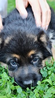 Německý ovčák - štěňata s PP - 3