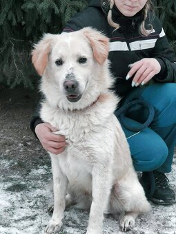 OLIVER - kastrovaný psík 2 roky - 3