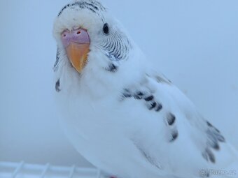 2x samec straka půl roční - 3