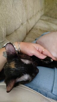 Cornish rex bez pp - 3