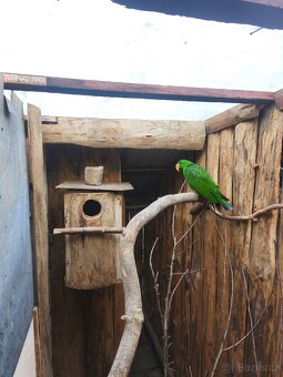 Papoušek Eklektus různobarvý - 3