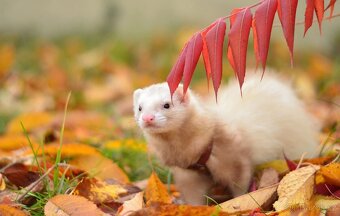 Fretka - předběžná rezervace - 3