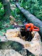 Rizikové kácení stromů - 3