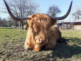Highland Cattle Highlander Skotské krávy - 3