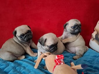 Mops šteniatka s PP - 3