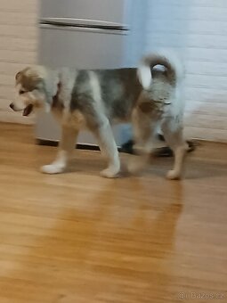 Alaskan Malamute chovatelsky pas euro pas - 3