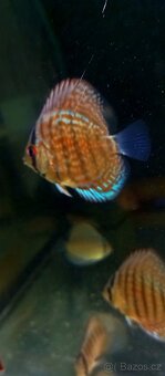 Discus,Diskus,Terčovec - 3
