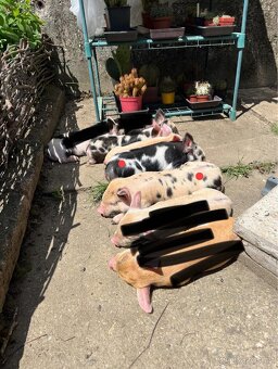 Prodej selátek Kune Kune - 3