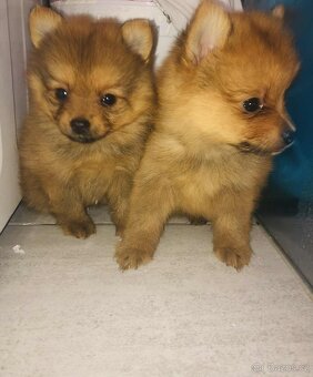 Pomeranian - 3