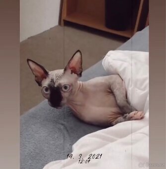 Sphynx kočky - 3