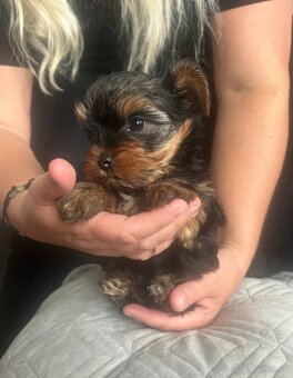 Jorkšírský teriér - 3