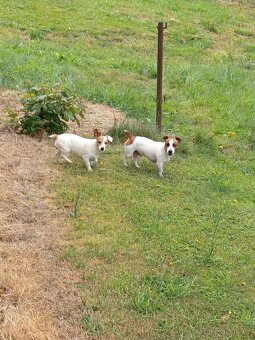 Jack Russell teriér štěňata - 3
