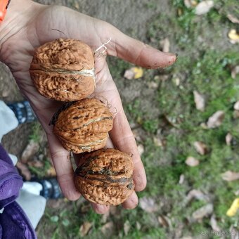 Ořechy papirače - 3