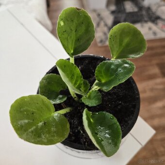 Fialka bílá, fialové okraje květů - 3