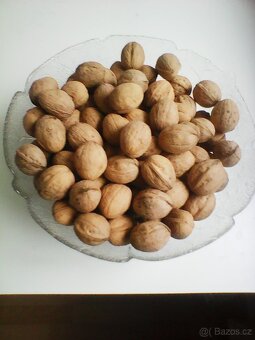 Prodám neloupané vlašské ořechy - 3