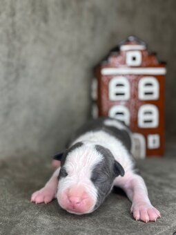 Americký stafordšírský teriér - 3