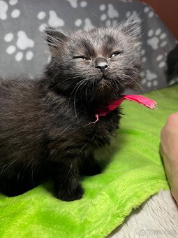 Koťátko Růženka 🎀 - 3