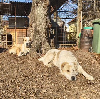 SAO/středoasijský pastevecký pes–štěňata k rezervaci bez PP - 3