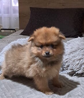 Pomeranian boo - 3