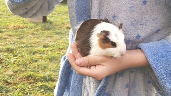 Morče, morčata, morčátka - 3