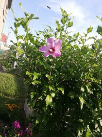 Ibisek venkovní  syrsky nádherné květy - 3