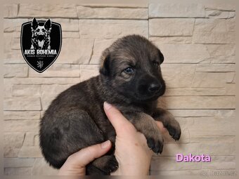 Německý ovčák - štěňata s PP - 3