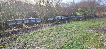 včelí oddělky 2026 včely včelstva - 3