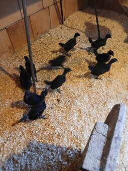 Ayam cemani - kuřata - 3