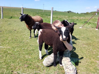 Prodám jehničky Zwartbles - 3