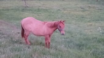 Prodám,nabízím QH kobylku s P P - 3