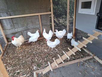 Násadová vejde Leghorn - 3