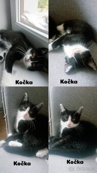 Daruji tříměsíční koťátka - 3
