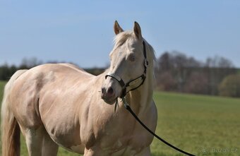 Hřebec American Quarter Horse - 3