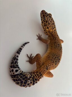 Gekončík noční TANGERINE 2 samicky - 3