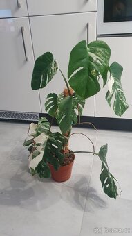 Monstera deliciosa albo variegata - 3