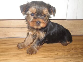 Jorkšírský  teriér - 3