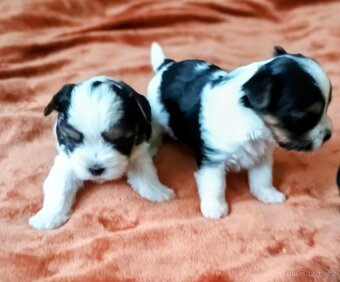 Yorkshire biewer terier - 3