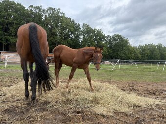 Hřebeček na prodej - 3
