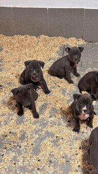 Americký stafordširský teriér - 3