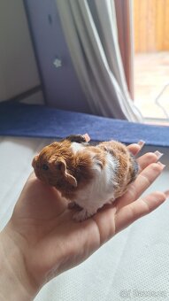 Morče, morčátko, morčata Texel, 2 - 3