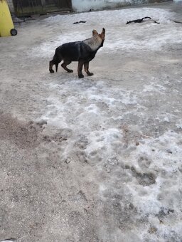 Německý ovčák - 3