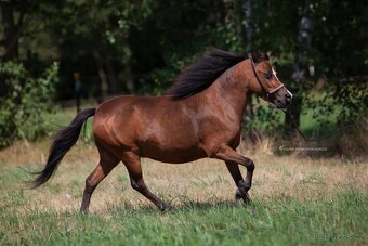 Chovná minihorse klisna - 3