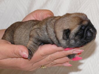 Mops - Štěňátka - 3