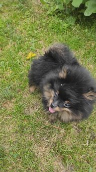Pomeranian - 3