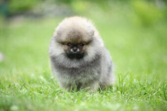 🐶 Nádherná fenečka pomeraniana – Orange sobolí barva 💛 - 3