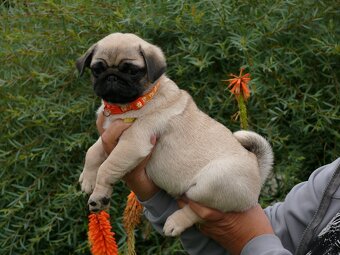 Mops - Štěňátka - 3